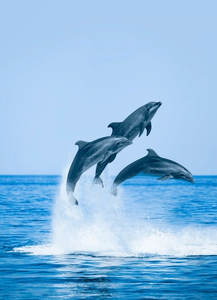 dolphins